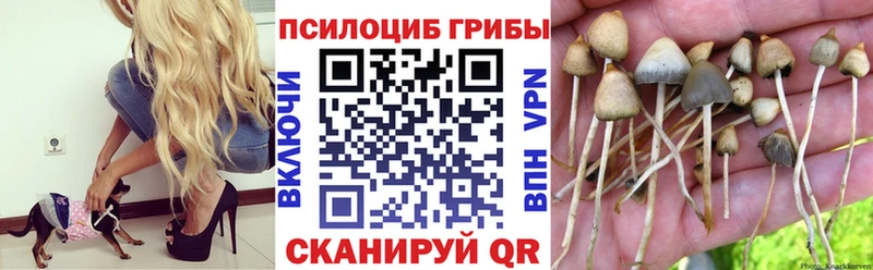 Псилоцибиновые грибы Cubensis  Купить где  Кизилюрт 